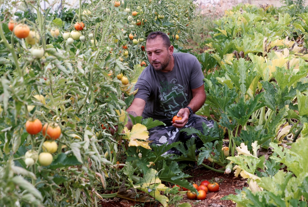 Qassem Shreim, 42, picks tomatoes growing in a greenhouse in Bani Haiyyan village, southern Lebanon June 7, 2022. Reuters/Aziz Taher

