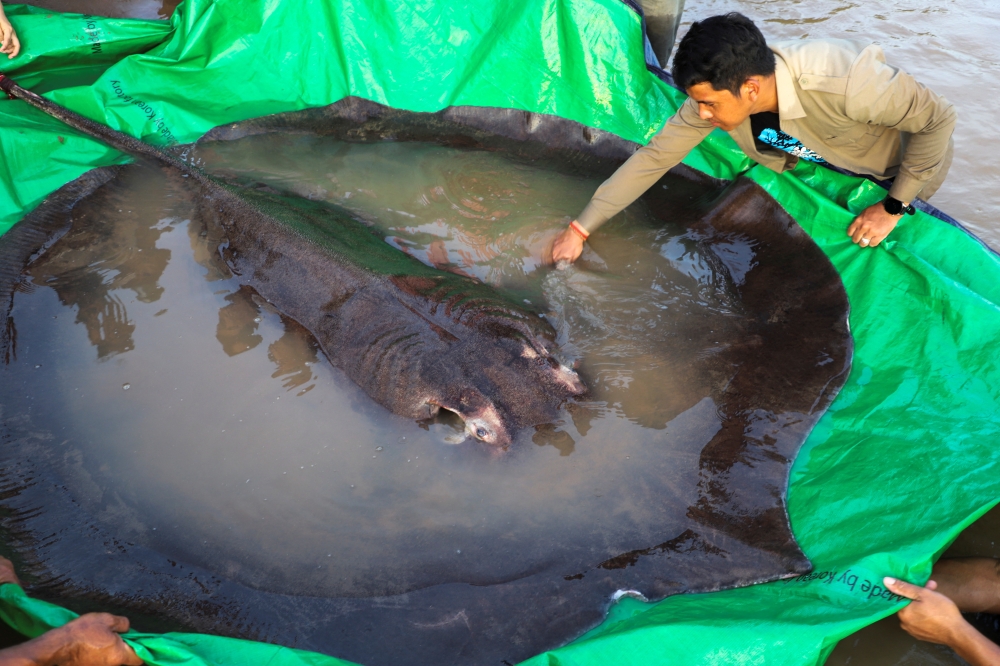 The world's biggest freshwater fish, a giant stingray, at Koh Preah island in the Mekong River south of Stung Treng province, Cambodia, on June 14, 2022. Reuters