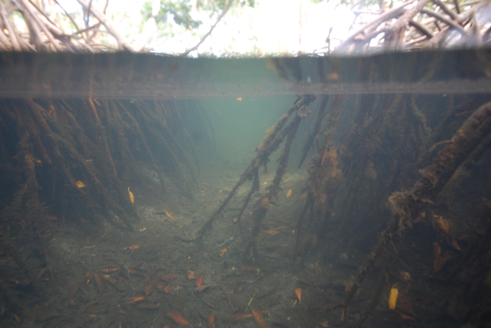 A view of a sampling site among the mangroves of Guadeloupe, a French archipelago in the Caribbean, where the unusually large bacterium Thiomargarita Magnifica was found. (Reuters)