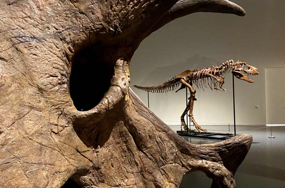 A recently discovered skeleton of a Gorgosaurus dinosaur, goes on display ahead of auction by Sotheby's in New York City, US, July 5, 2022. (Reuters/Christine Kiernan)