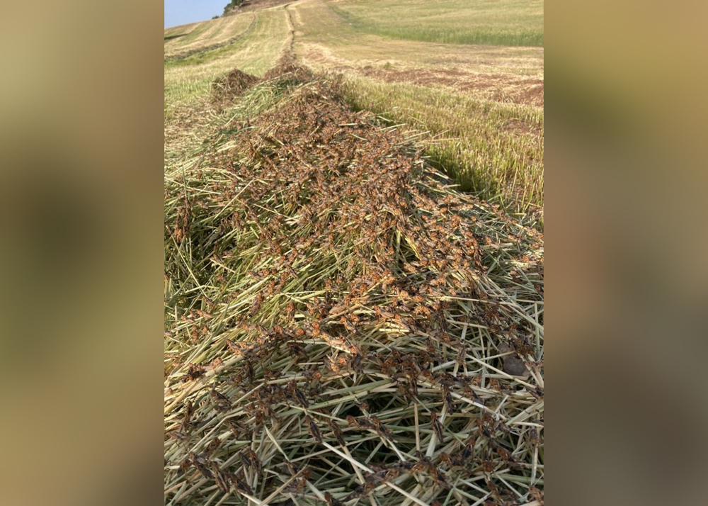 A swarm of locusts are seen on a field on the island of Sardinia, in Noragugume, Italy, May 22, 2022. Picture taken May 22, 2022. Rita Tolu/Handout via REUTERS