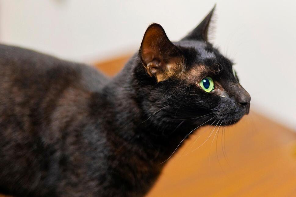 Rowdy the Cat after being captured on July 13, 2022, at Logan Airport in Boston. (Photo credit: Massport)