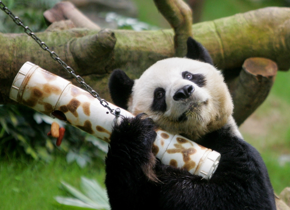 Male giant panda An An shakes a 'puzzle feeder' at the Ocean Park in Hong Kong, China March 9, 2006. REUTERS/Bobby Yip/File Photo