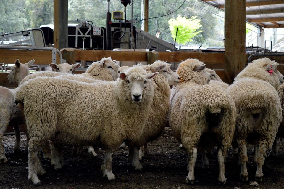 Sheep ready to be shorn are pictured on the property of sheep farmer Roger Barton in New Zealand's Wairarapa region, November 14, 2014. REUTERS/Naomi Tajitsu


