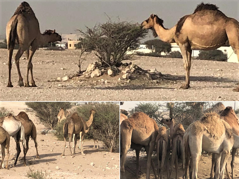 The Ministry of Environment and Climate Change calls on farm owners to adhere to camel grazing ban.