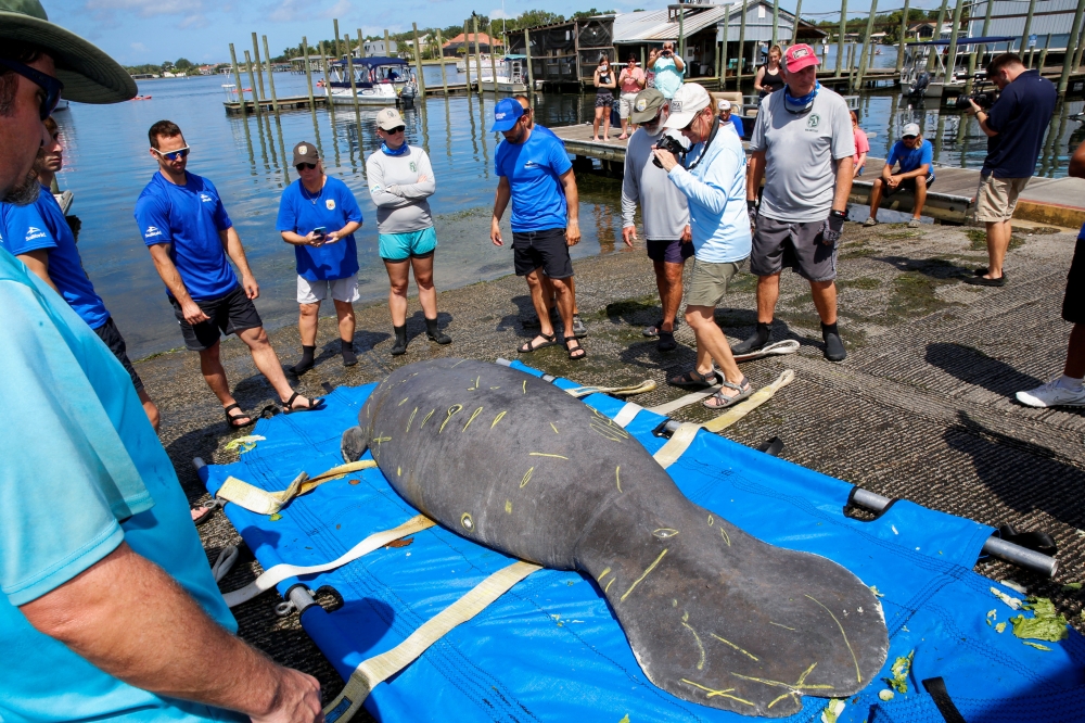 The SeaWorld Rescue team along with US Fish & Wildlife Service, and the Florida Fish and Wildlife Conservation Commission prepare to release a manatee, which had been found in Texas waters suffering from cold stress, flipper damage and other ailments before being rehabilitated in San Antonio for seven months, at Pete's Pier in Crystal River, Florida, US, July 27, 2022. (REUTERS/Octavio Jones)