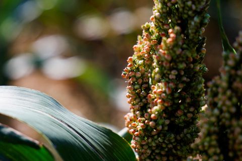 A view shows a sorghum plant near Saint-Escobille, France, August 11, 2022. REUTERS/Sarah Meyssonnier