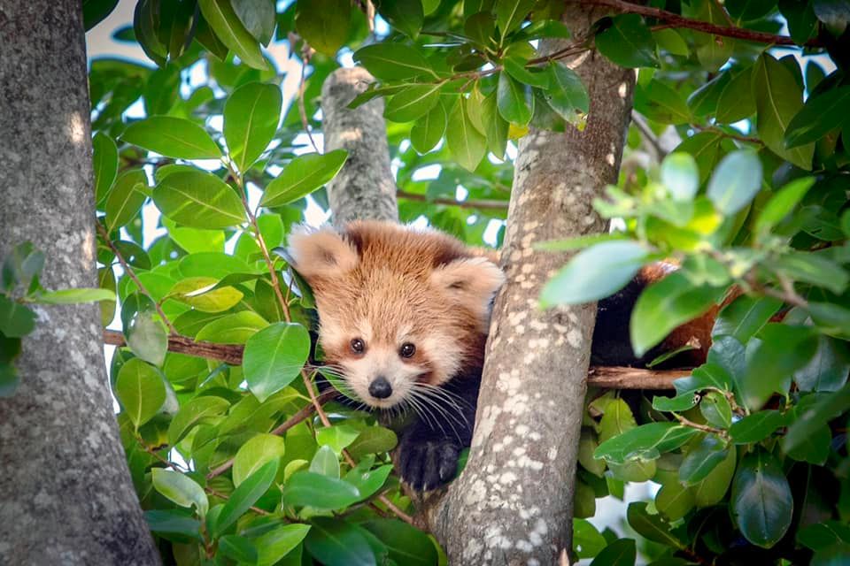 File photo of a red panda in Australian Zoo. Source: Facebook 