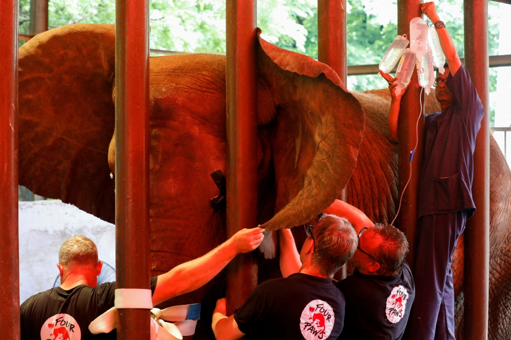 Vets and animal experts from the FOUR PAWS International, perform dental procedure of a 16 year-old elephant, Madhubala, at the zoo in Karachi, Pakistan, August 17, 2022. (REUTERS/Akhtar Soomro) 