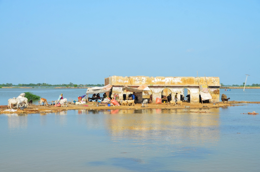 A flood victim family take refuge with their animals in an abandoned building amid flood water, following rains and floods in Dera Allah Yar, District Jafferabad, Pakistan September 2, 2022. Reuters/Amer Hussain
