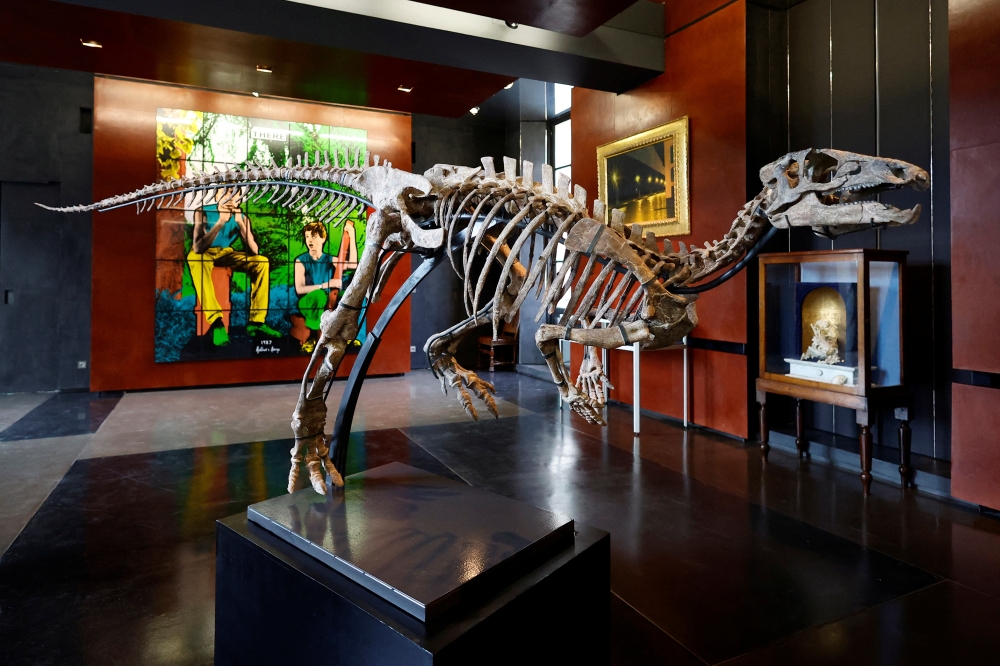 The skeleton of a dinosaur named Zephyr, measuring 1.3 metres in height for 3 metres long which lived around 150 million years ago, is displayed before its auction at Drouot auction house in Paris, France, September 7, 2022. (REUTERS/Sarah Meyssonnier)