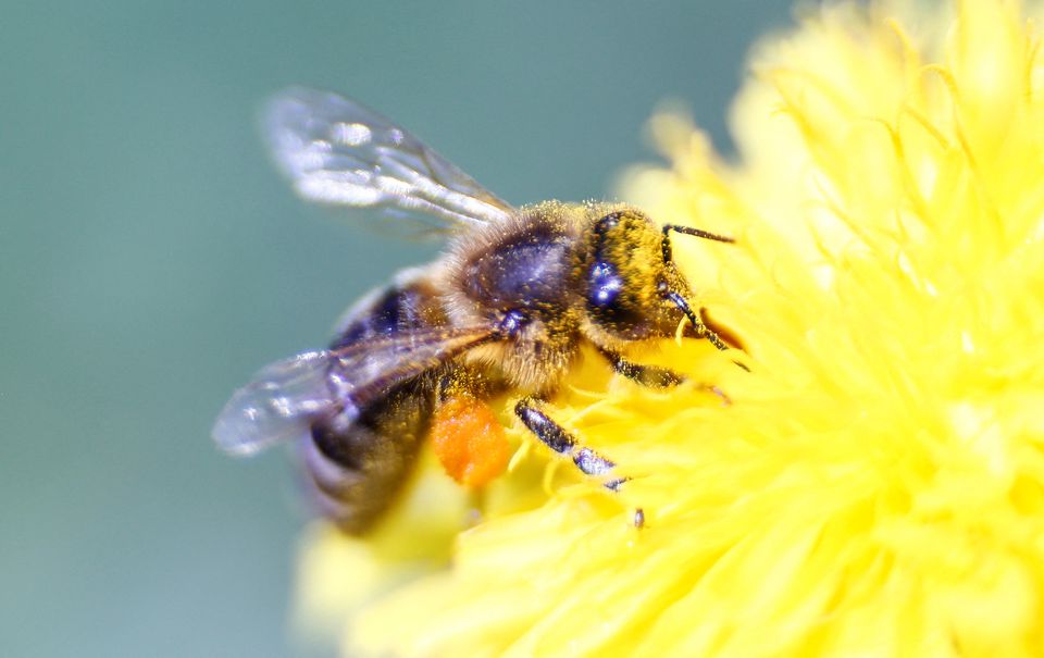 A honeybee gathers nectar from a flower at a farm in the western Austrian village of Seefeld on May 14, 2013. File Photo / Reuters
