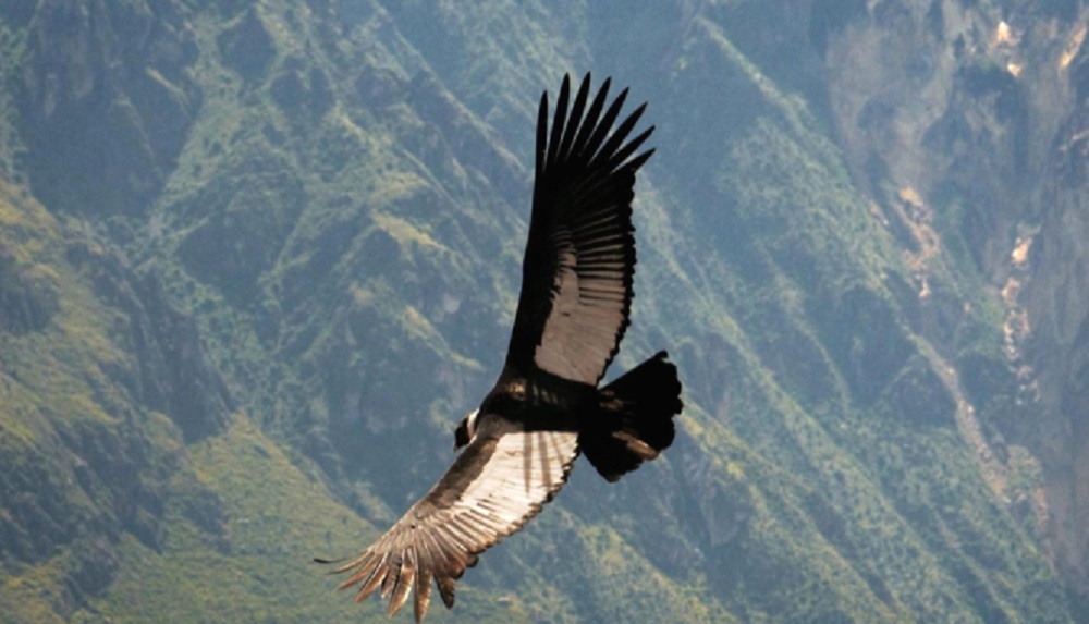 An Andean condor flying high in the sky. 
