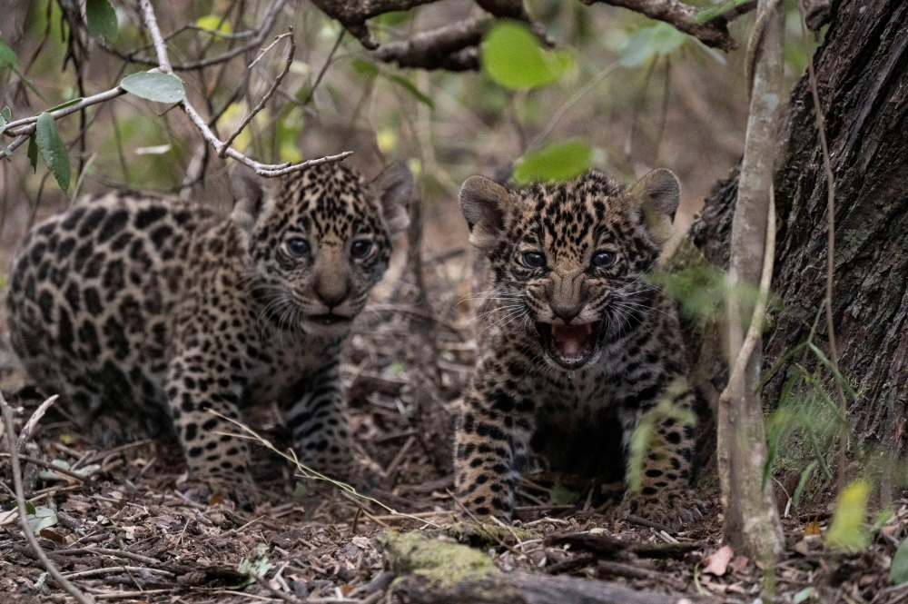 Two jaguar (Panthera onca) cubs born in semi-captivity are pictured at the Impenetrable National Park in Chaco, Argentina, November 2, 2022. (Rewilding Argentina Foundation/Handout via REUTERS)