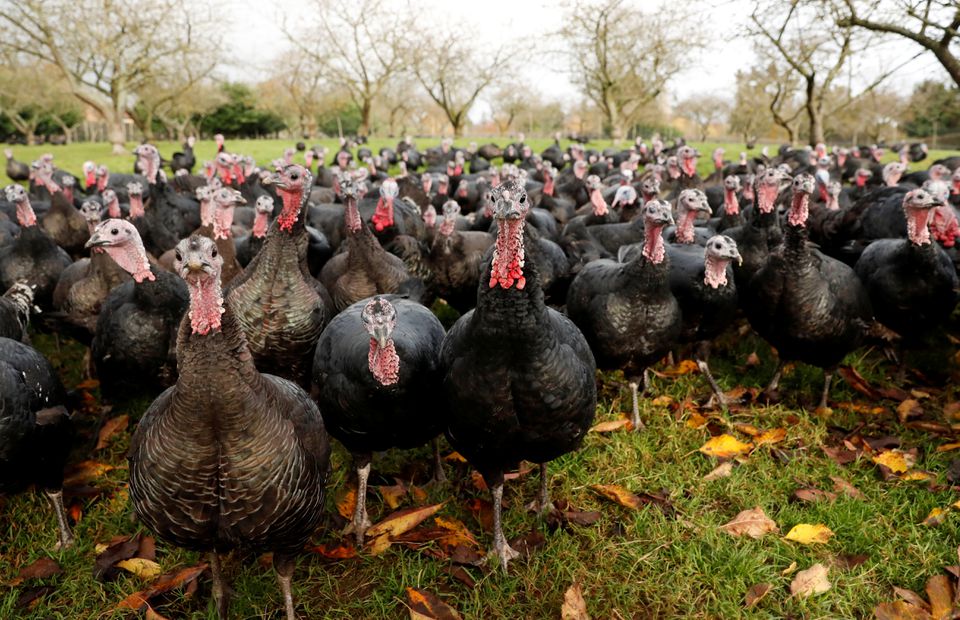 File photo: Turkeys are seen in the fields of Kings Coppice Farm, Cookham, Britain. (Reuters/Matthew Childs)