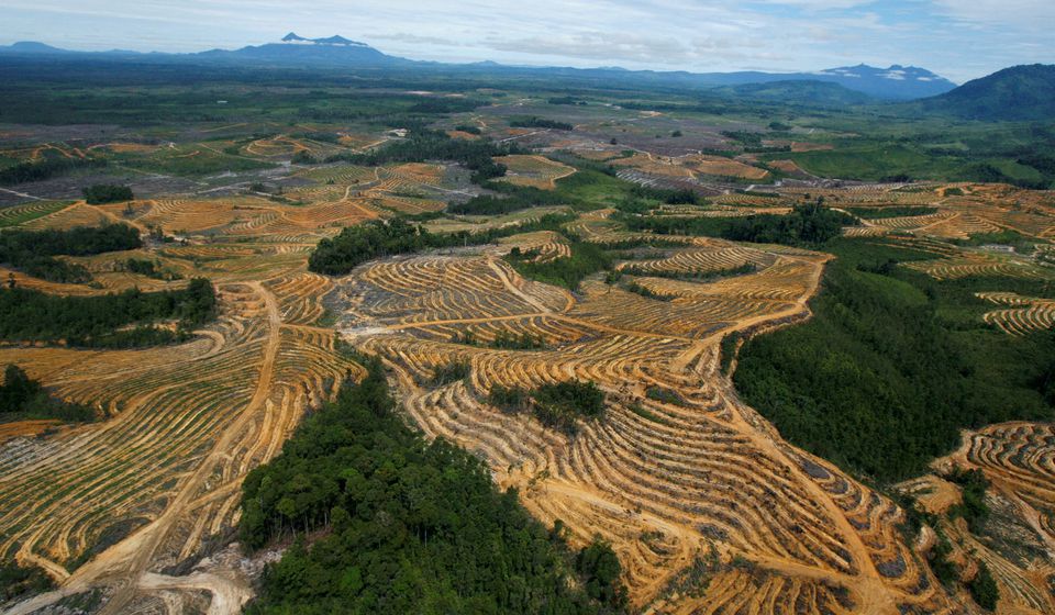 An aerial view is seen of a cleared forest area under development for palm oil plantations in Kapuas Hulu district of Indonesia's West Kalimantan province July 6, 2010. REUTERS/Crack Palinggi/File Photo
