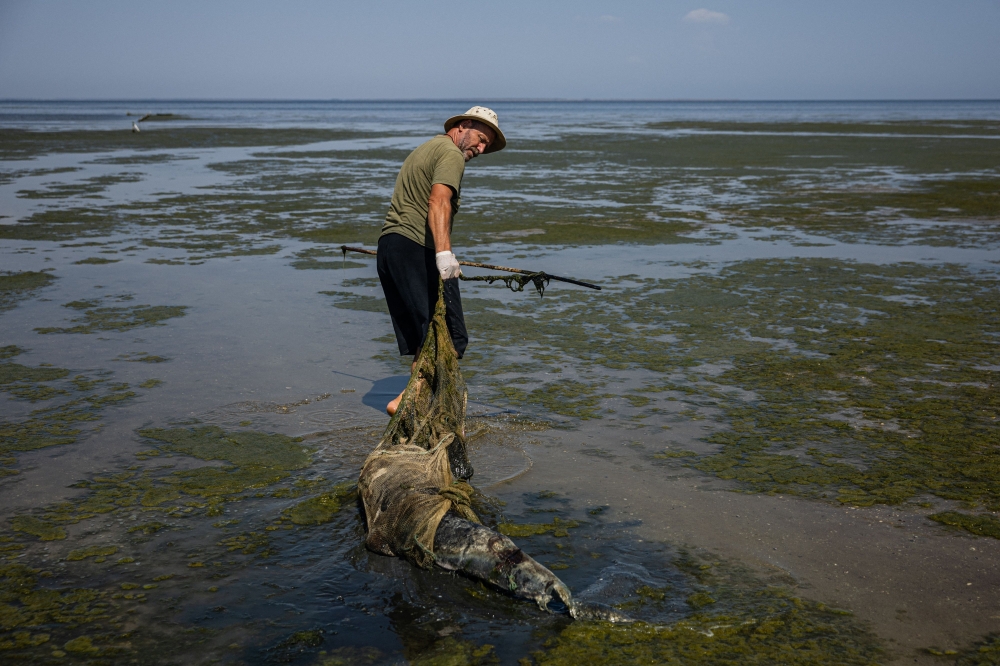 In this file photo taken on August 28, 2022 Scientist Ivan Roussev Ivan Rusev pulls a dead dolphin in the Limans Tuzly Lagoons National Nature Park, near the village of Prymorske amid the Russian invasion of Ukraine. (Photo by Dimitar Dilkoff / AFP)