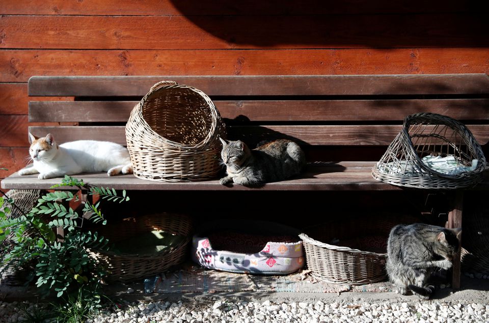 Cats rest at Noah's Ark Animal Shelter in Budapest, Hungary, November 2, 2022. File Photo / Reuters