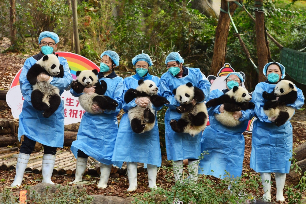 Panda keepers hold cubs while posing for photos ahead of the new year at the Chengdu Research Base of Giant Panda Breeding in Chengdu, China's southwestern Sichuan province on December 29, 2022. (AFP)