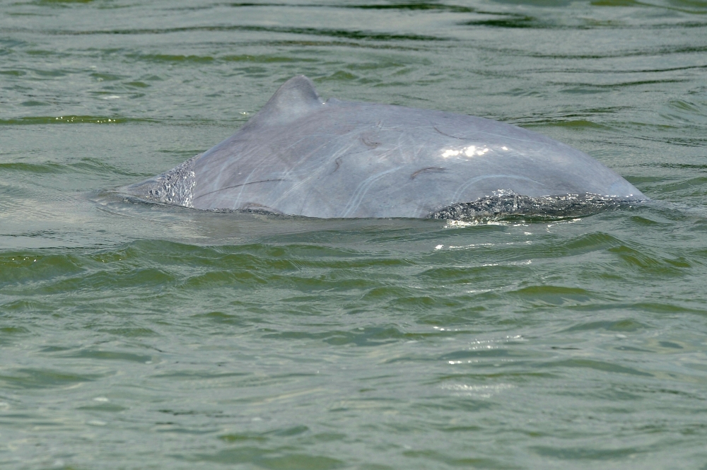 File photo for representational purposes showing a dolphin in the Mekong River in Phnom Penh. AFP.