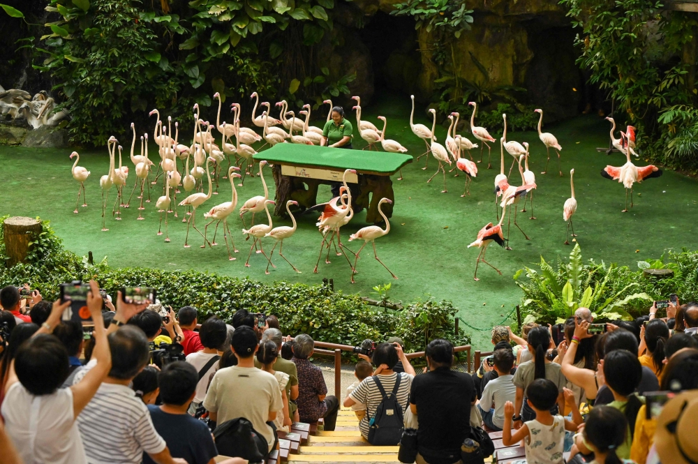 Flamingos perform in a show at Jurong Bird Park, during its final day of operations before the aviary closes and the birds are moved to a new park called Bird Paradise, in Singapore on January 3, 2023. (Photo by Roslan Rahman / AFP)
