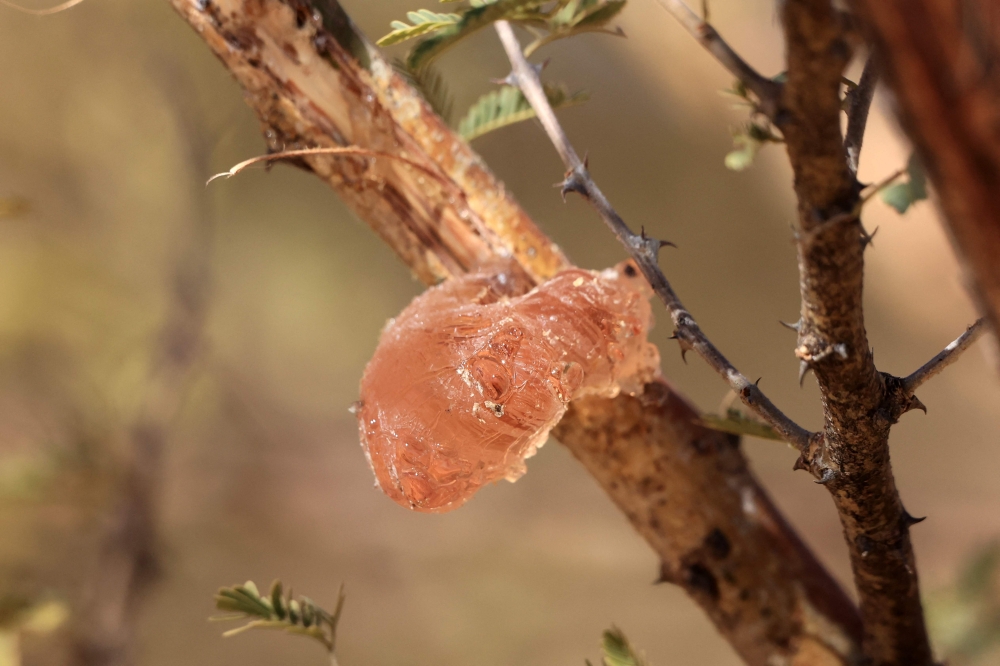 Gum arabic sap pictured on the branch of an acacia tree, in the state-owned Demokaya research forest some 30km east of El-Obeid, the capital city of the central Sudanese wilayet (state) of North Kordofan, on January 9, 2023. (Photo by Ashraf Shazly / AFP)