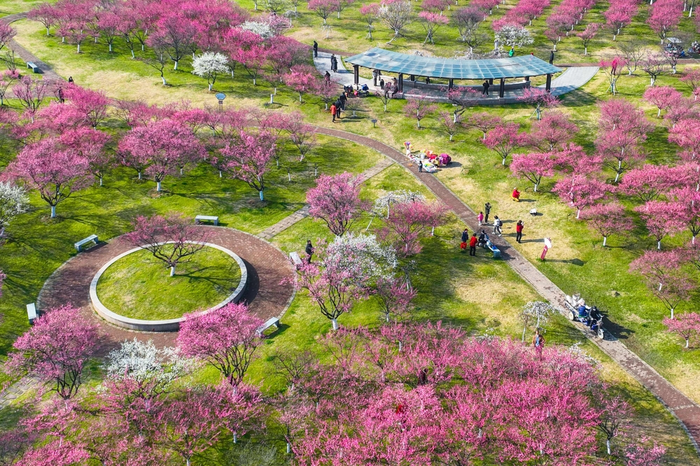 This aerial photo taken on February 16, 2023 shows people wathcing plum blossom in Ningbo, in China's eastern Zhejiang province. (Photo by AFP) / China OUT