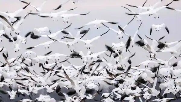 In the current outbreak, 58.4 million birds have been slaughtered on more than 300 commercial farms in 47 states.  (AFP)
