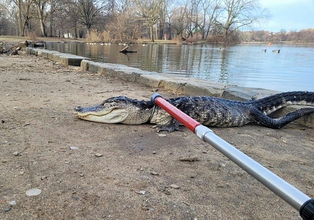 In this handout photo provided by NYC Parks on February 20, 2023, an approximately 4 foot long alligator is tended to by Parks Enforcement Patrol and Urban Park Rangers, at Prospect Park in the Brooklyn borough of New York City on February 19, 2023. - Alligators inhabit Florida and the humid southeast of the United States: much further north, in New York, one was found alive, but in a very poor condition, in a pond in a Brooklyn park, the city announced on February 20, 2023. The rare discovery of the animal, probably abandoned by its owner, was made Sunday morning in the lake of Prospect Park. (Photo by NYC Parks / AFP)