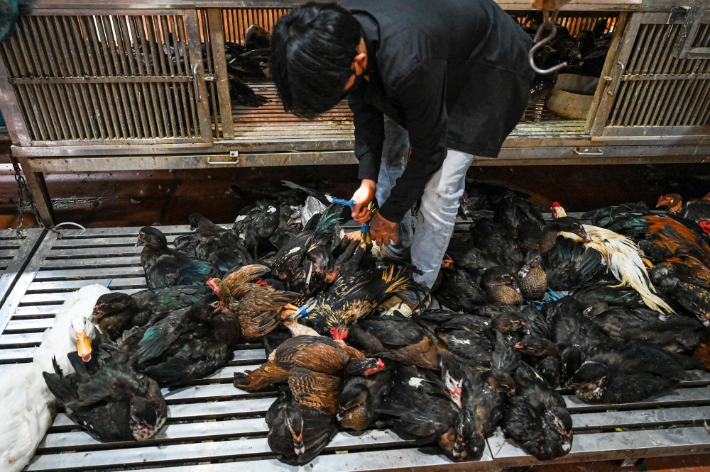 A worker catches chickens at a market in Phnom Penh on February 24, 2023. (Photo by Tang Chhin Sothy / AFP)