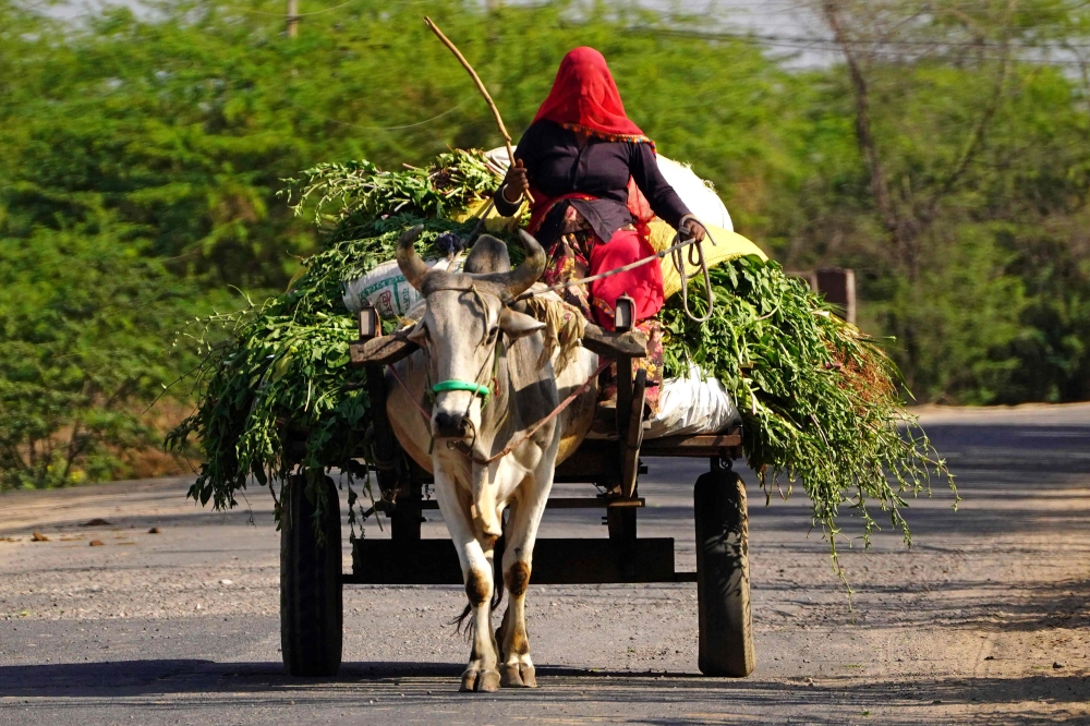 A veiled woman villager carries harvest on a bullock cart on the outskirts of Ajmer in India's desert state of Rajasthan on February 28, 2023. (Photo by Himanshu Sharma / AFP)

