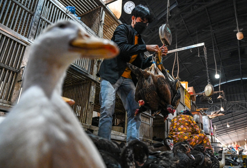 (FILES) In this file photo taken on February 24, 2023 A worker weighs chickens at a market in Phnom Penh on February 24, 2023. - Cambodian health authorities have said there was no human-to-human transmission of bird flu in the case of a father and daughter who caught the virus. (Photo by TANG CHHIN Sothy / AFP)