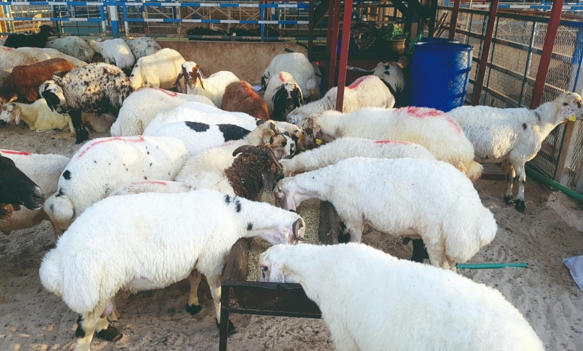 File Photo: Livestock at Al Wakra Central Market. (Pic by Abdul Basit / The Peninsula)