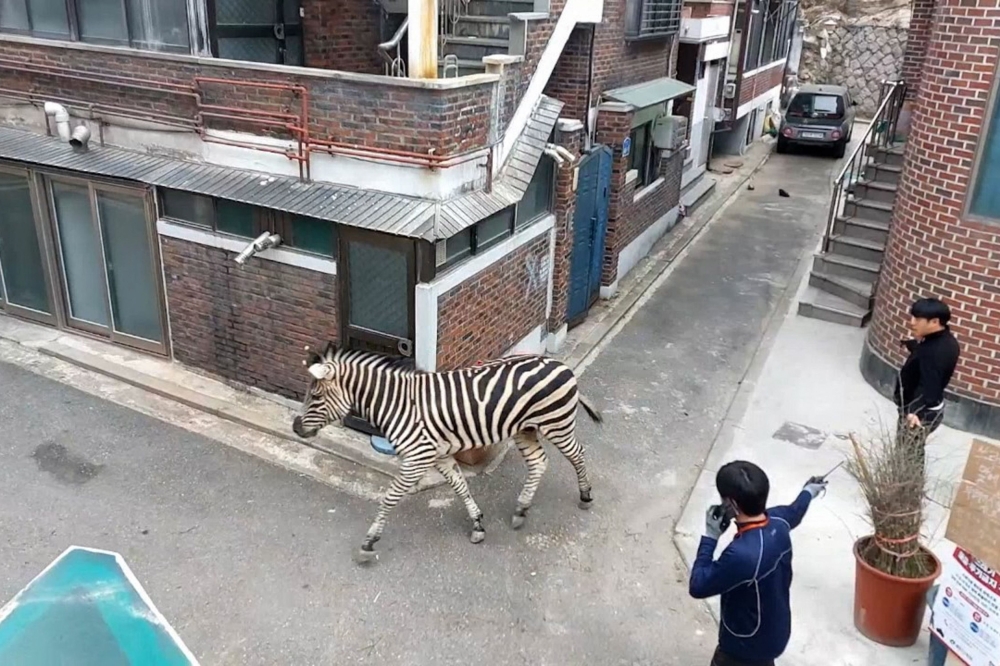 This frame grab taken from video footage provided by the Gwangjin Fire Station on March 23, 2023 and made available via AFPTV on March 24 shows Sero the zebra walking past handlers after escaping from his pen at the Seoul Children's Grand Park in Seoul. Photo by Handout / various sources / AFP