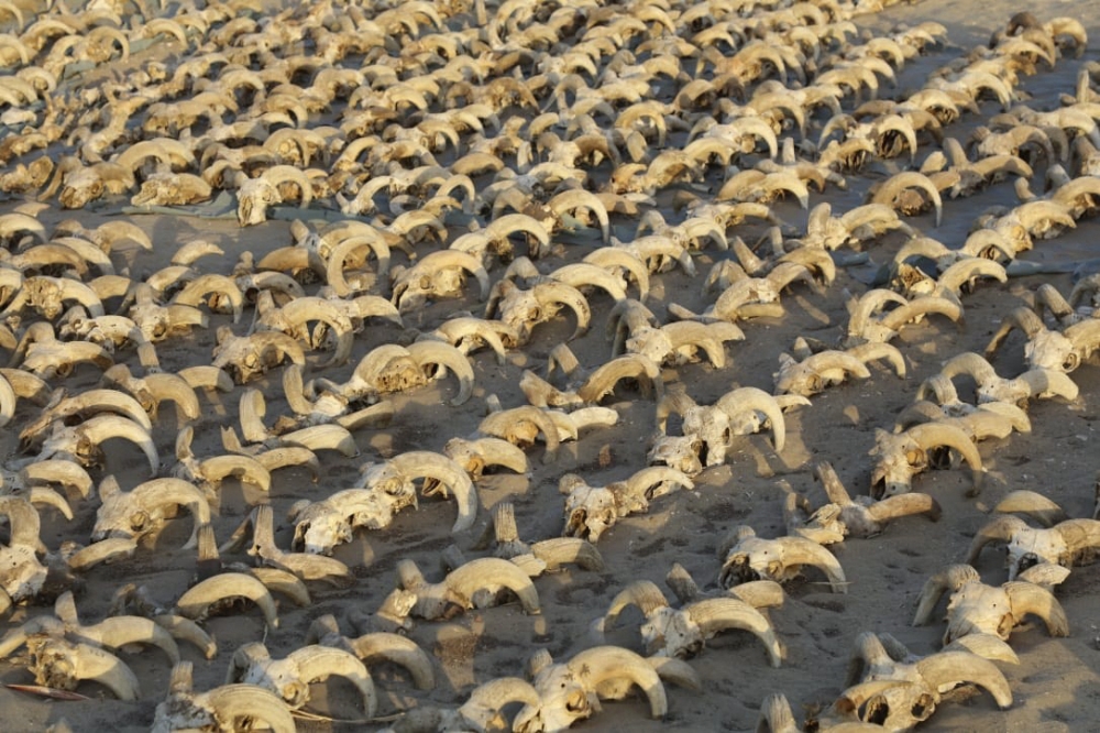 This handout picture released by the Egyptian Ministry of Antiquities on March 25, 2023, shows mummified ram heads uncovered in recent excavations at the temple of Ramses II in Abydos. (Photo by Egyptian Ministry of Antiquities / AFP)