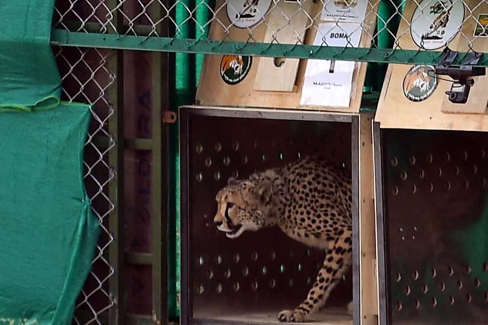 This handout photograph taken on September 17, 2022 and released by the Indian Press Information Bureau (PIB) shows a wild cheetah being released at Kuno National Park in Madhya Pradesh state. Photo by PIB / AFP

