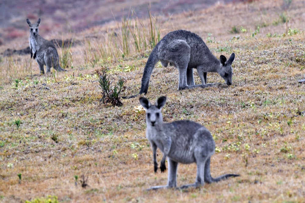 (Files) This file photo taken on January 6, 2020 shows kangaroos in Merimbula, in Australia's New South Wales state. (Photo by Saeed Khan / AFP)