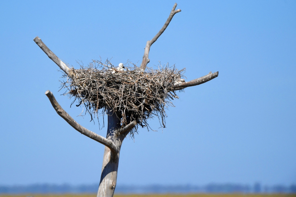 This picture taken on May 11, 2023 shows a baby stork on the nest on top of a dry tree, at the Donana National Park in Aznalcaraz, southern Spain. (Photo by CRISTINA QUICLER / AFP)