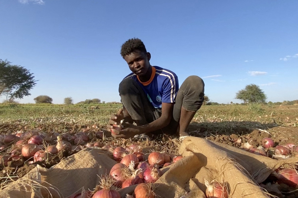 A Sudanese man harvests onions in the region of Jazira, south of Khartoum, on May 11, 2023. Photo by AFP