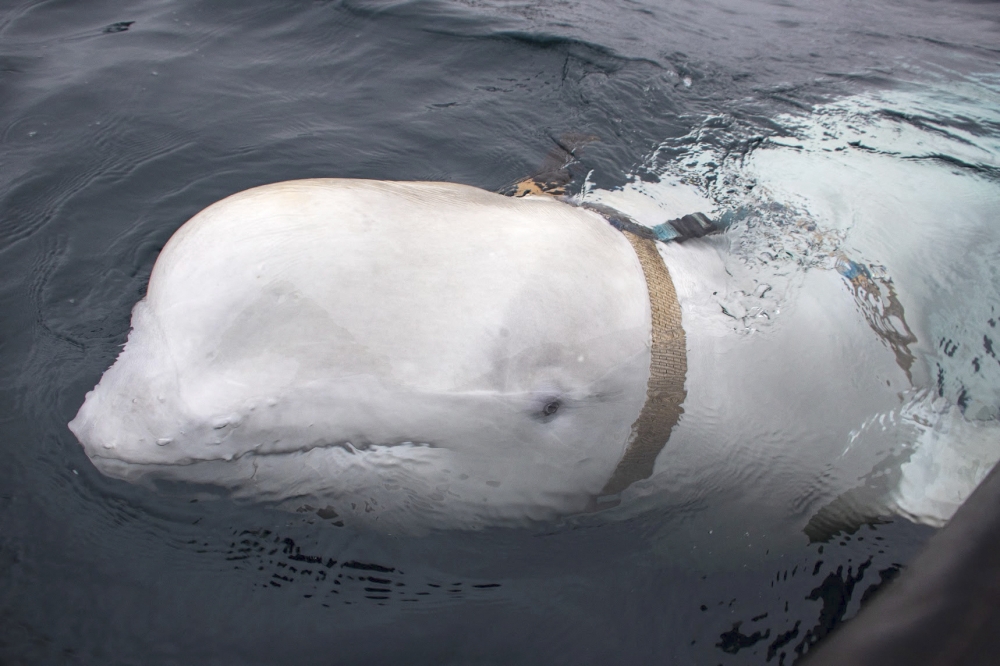 This file handout photo taken on April 26, 2019 released by Norwegian Directorate of Fisheries (Sea Surveillance Service) shows a white whale wearing a harness, which was discovered by fishermen off the coast of northern Norway. (Photo by Jorgen Ree Wiig / various sources / AFP) 