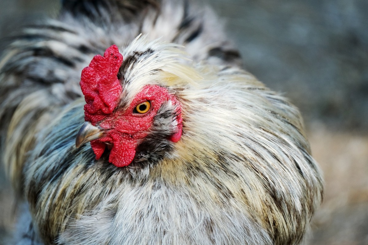 One way to bring down the number of total bird flu cases, and therefore reduce the risk to humans, would be for countries to vaccinate their poultry.