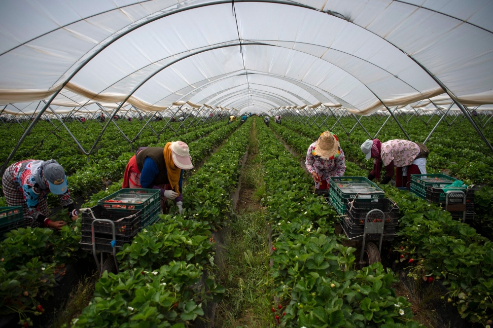 Strawberry pickers are at work in a greenhouse in Ayamonte, Huelva, on May 20, 2022. (Photo by JORGE GUERRERO / AFP)