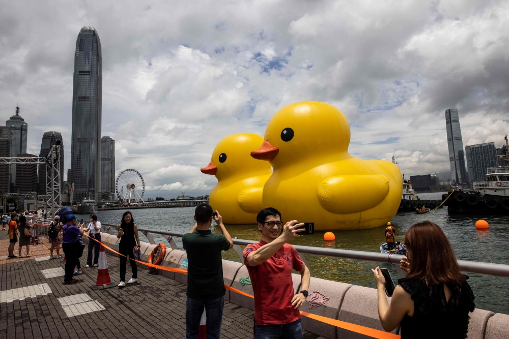People take photos of two large inflatable yellow ducks called 