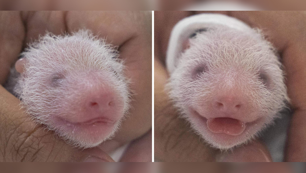 This combination of handout photos taken on July 7, 2023 and provided on July 12 by Everland shows the newly born female twin pandas at Everland Amusement and Animal Park in Yongin. Photo by Handout / Everland / AFP