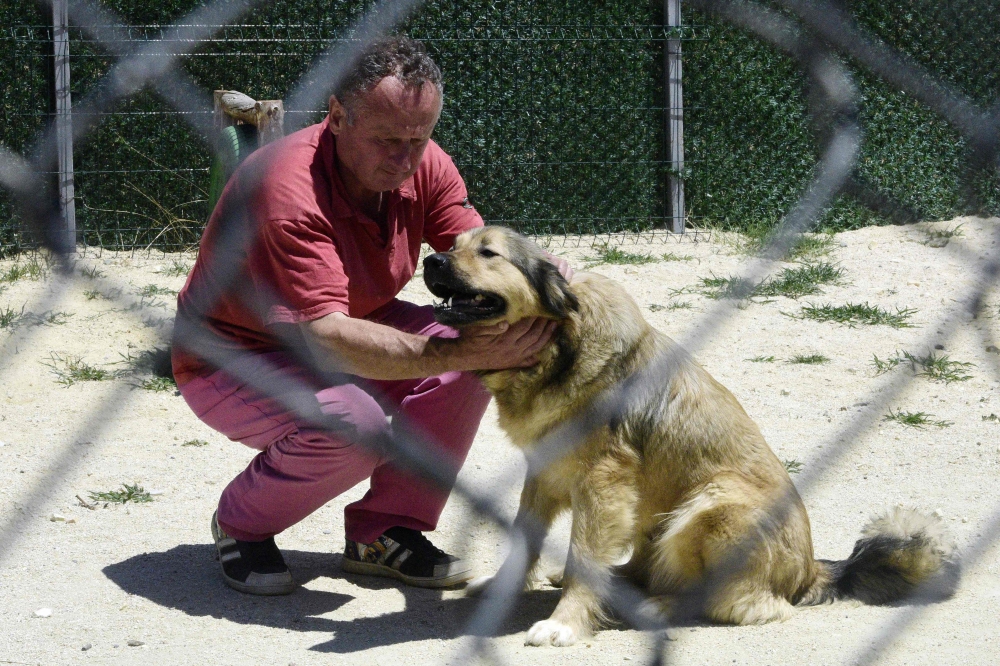 A man tends to a dog in Laika, an animal welfare centre, in Skopje on June 30, 2023. Photo by Robert ATANASOVSKI / AFP