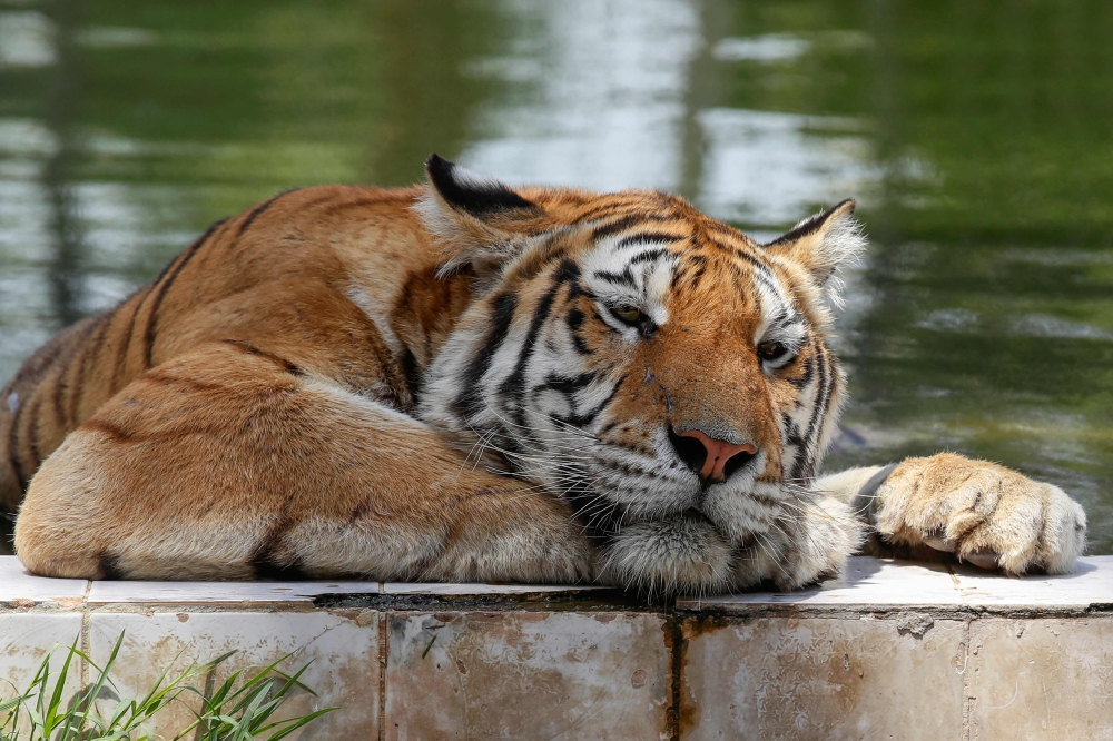 A Siberian tiger cools off amid sweltering temperatures at the Baghdad Zoo in the Iraqi capital on August 8, 2023. (Photo by Ahmad Al-Rubaye / AFP)
