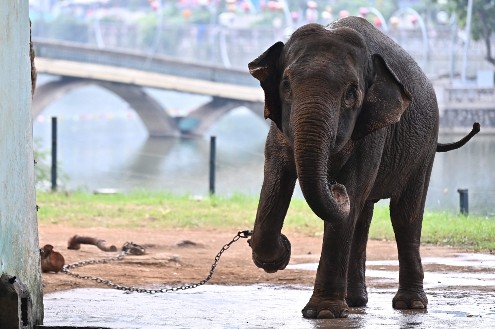 An elephant with a shackled leg is pictured at the Hanoi Zoo in Hanoi on August 16, 2023. (Photo by Nhac Nguyen / AFP)