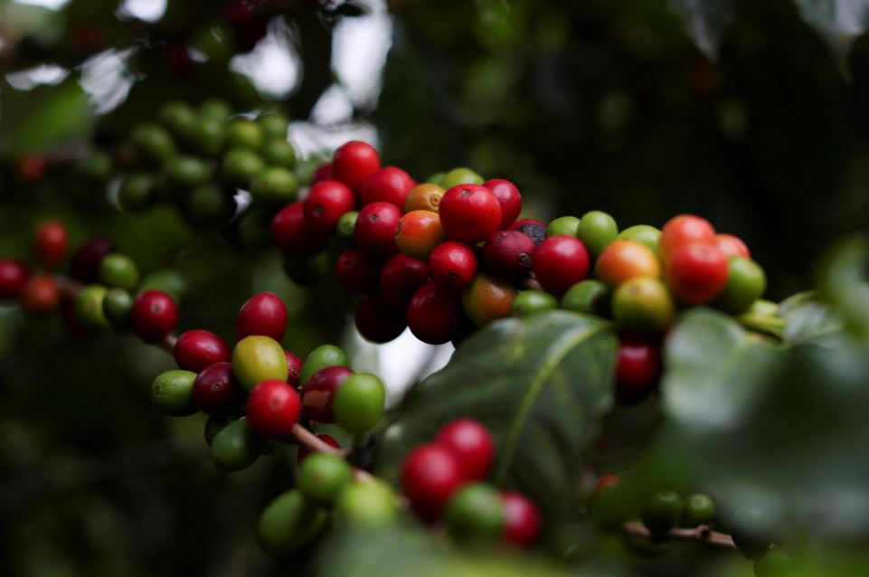 File photo: Coffee berries are seen on a tree at the Biological Institute plantation in Sao Paulo, Brazil, on May 8, 2021. (Reuters/Amanda Perobelli)

