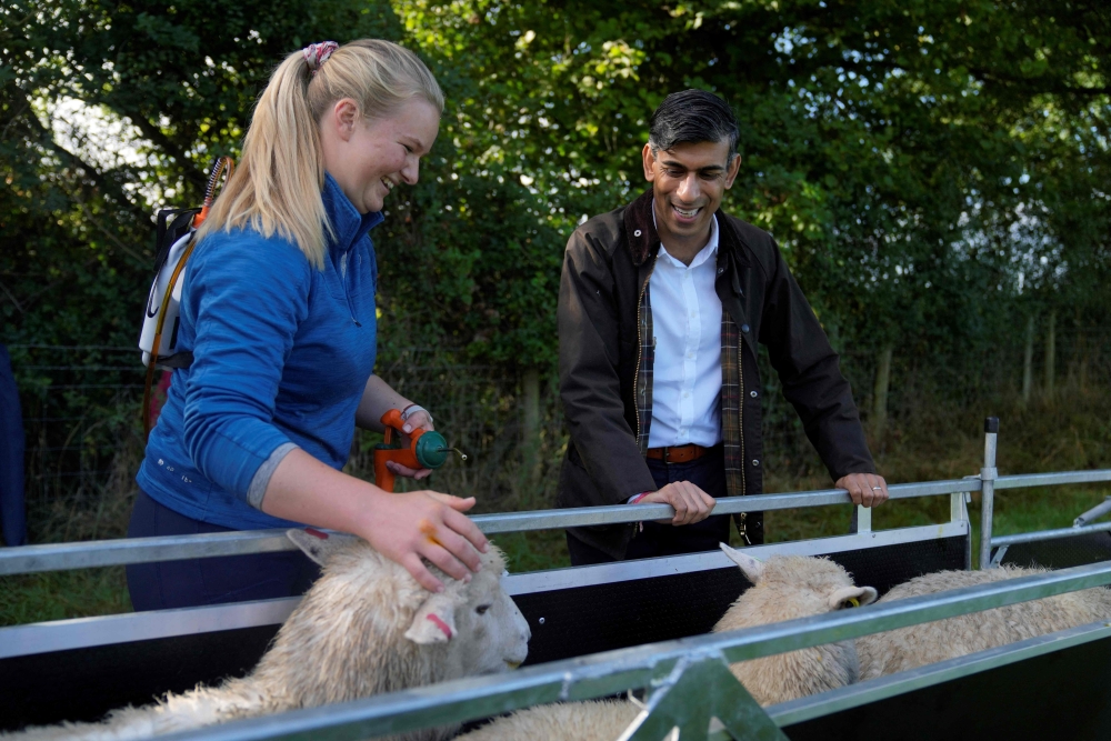 Britain's PM Rishi Sunak watches an apprentice during sheep drenching as he visits Writtle University College near Chelmsford on September 21, 2023. (Photo by Alastair Grant / Pool / AFP)