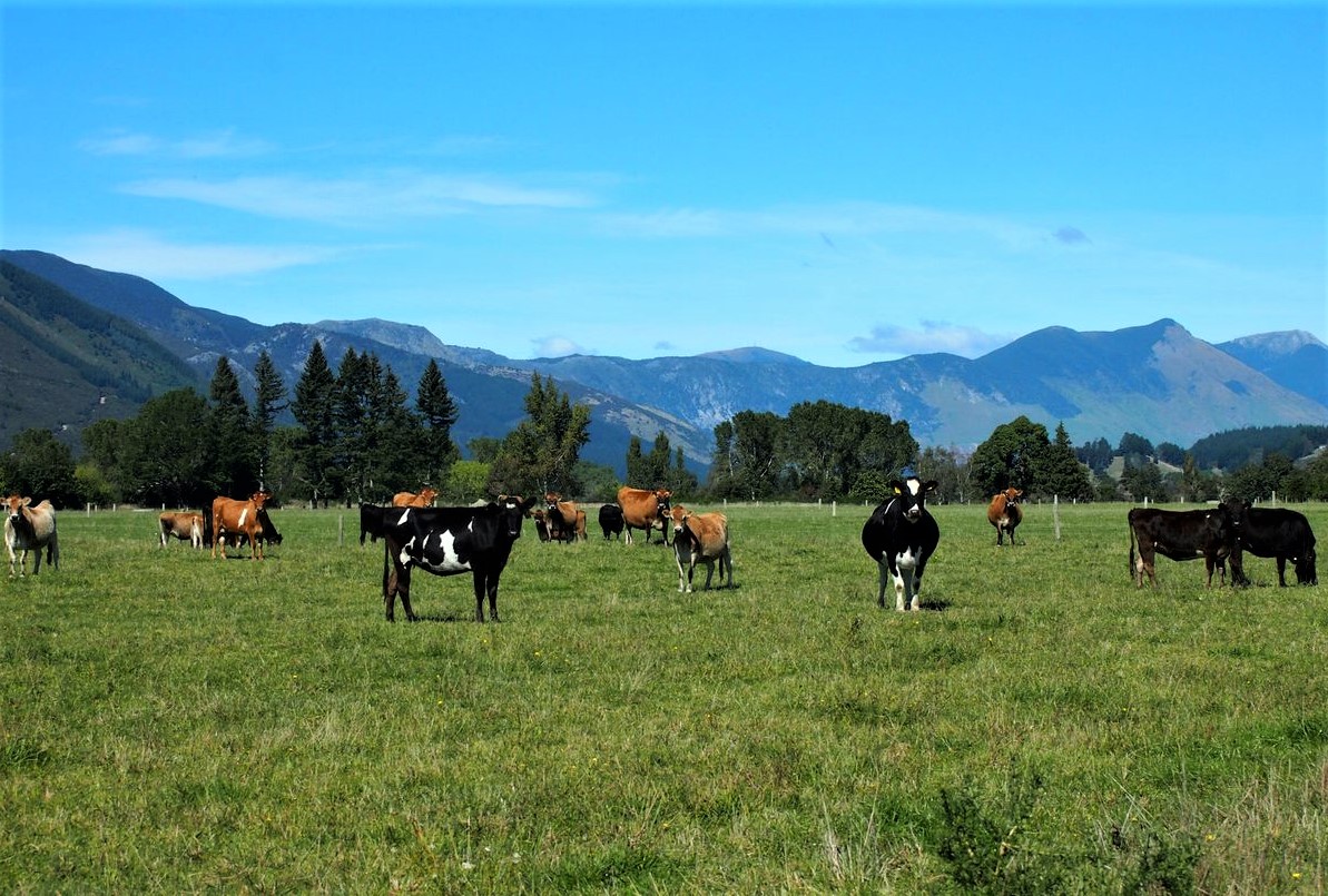 Cattle feed in a field in Golden Bay, South Island, New Zealand. (Reuters file photo)